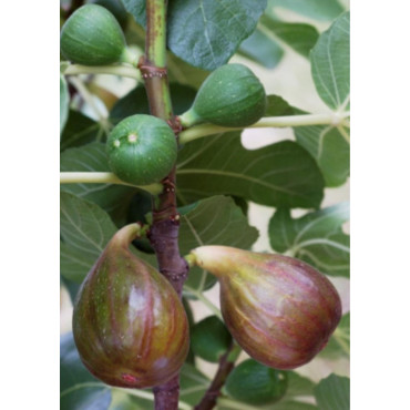 FIGUIER MADELEINE DES DEUX SAISONS (Ficus carica)