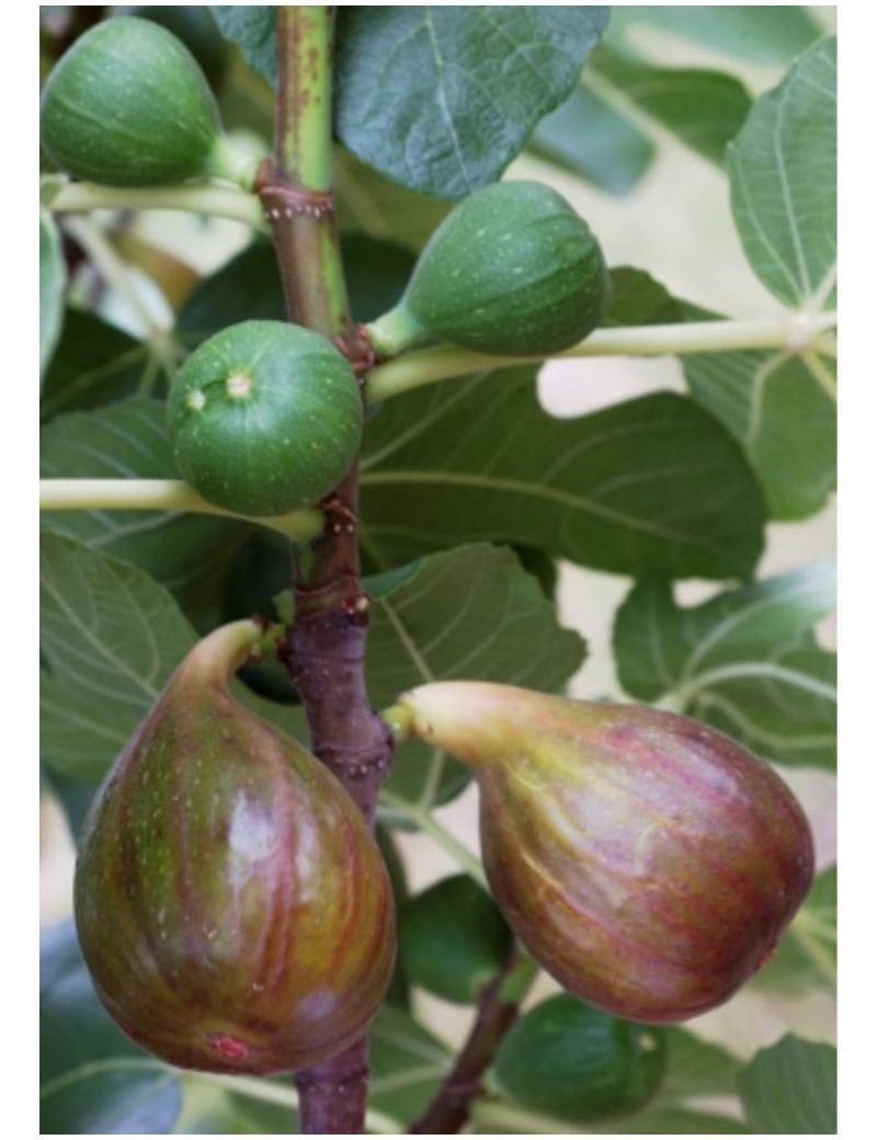 FIGUIER MADELEINE DES DEUX SAISONS (Ficus carica)