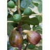 FIGUIER MADELEINE DES DEUX SAISONS (Ficus carica)
