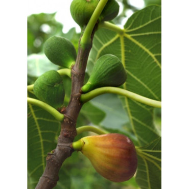 FIGUIER MADELEINE DES DEUX SAISONS (Ficus carica)