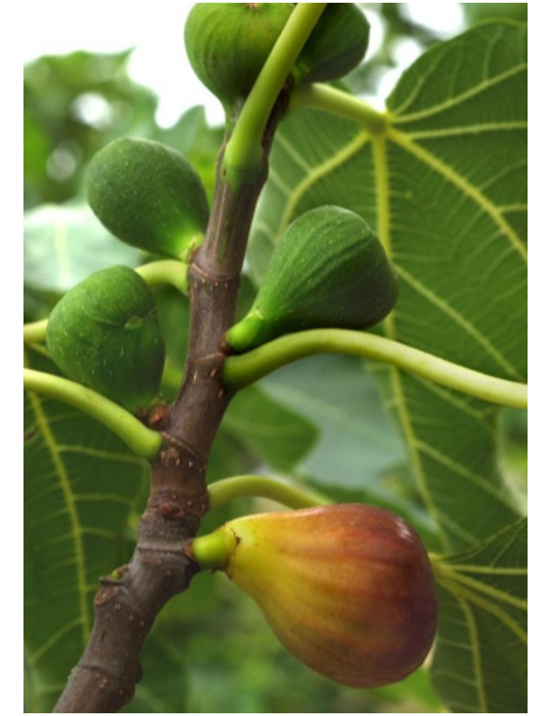 FIGUIER MADELEINE DES DEUX SAISONS (Ficus carica)