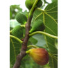 FIGUIER MADELEINE DES DEUX SAISONS (Ficus carica)