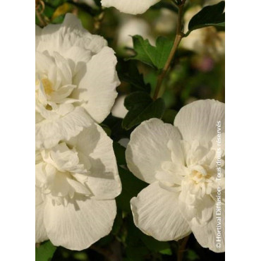 HIBISCUS syriacus WHITE CHIFFON cov (Hibiscus, Althéa)