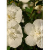 HIBISCUS syriacus WHITE CHIFFON cov (Hibiscus, Althéa)