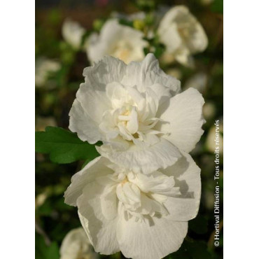 HIBISCUS syriacus WHITE CHIFFON cov (Hibiscus, Althéa)