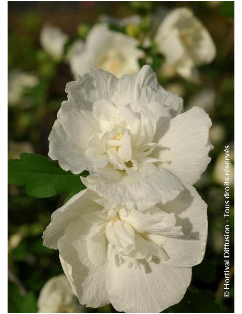 HIBISCUS syriacus WHITE CHIFFON cov (Hibiscus, Althéa)