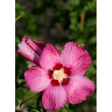 HIBISCUS syriacus WOODBRIDGE (Hibiscus, Althéa)