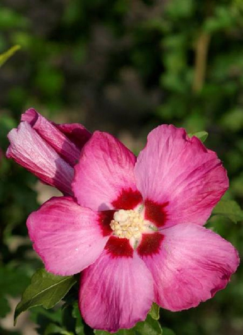 HIBISCUS syriacus WOODBRIDGE