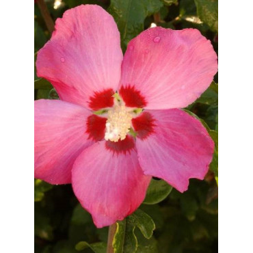 HIBISCUS syriacus WOODBRIDGE (Hibiscus, Althéa)