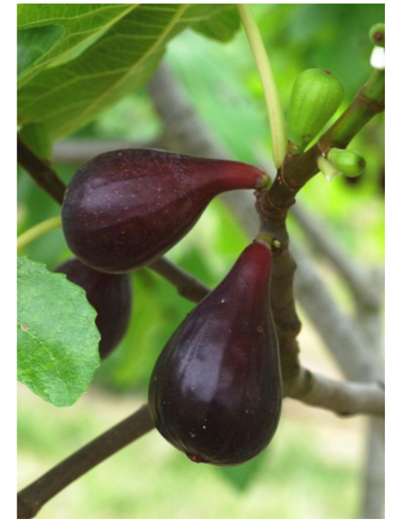 FIGUIER NOIRE DE CAROMB (Ficus carica)