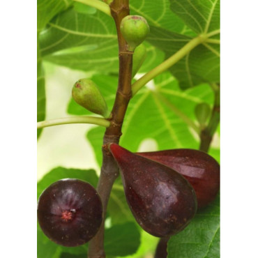 FIGUIER NOIRE DE CAROMB (Ficus carica)