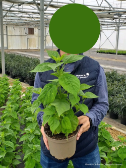 HIBISCUS moscheutos ROSE En pot de 4-5 litres