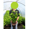 HIBISCUS syriacus En pot de 4-5 litres