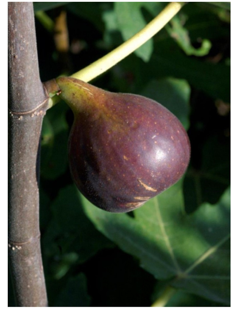 FIGUIER OSBORN PROLIFIC (Ficus carica)