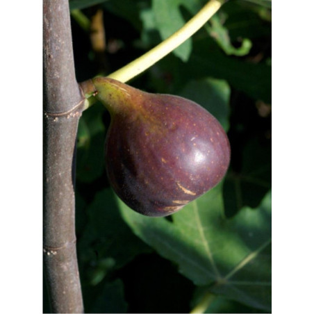 FIGUIER OSBORN PROLIFIC (Ficus carica)