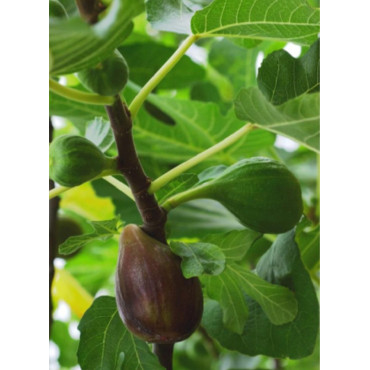 FIGUIER OSBORN PROLIFIC (Ficus carica)