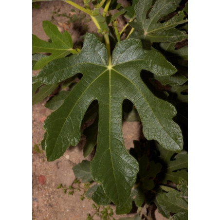 FIGUIER OSBORN PROLIFIC (Ficus carica)