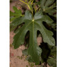 FIGUIER OSBORN PROLIFIC (Ficus carica)