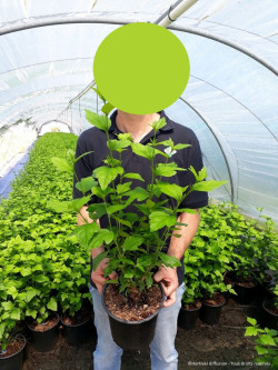 HIBISCUS syriacus En pot de 4-5 litres