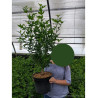 HIBISCUS syriacus En pot de 10-12 litres