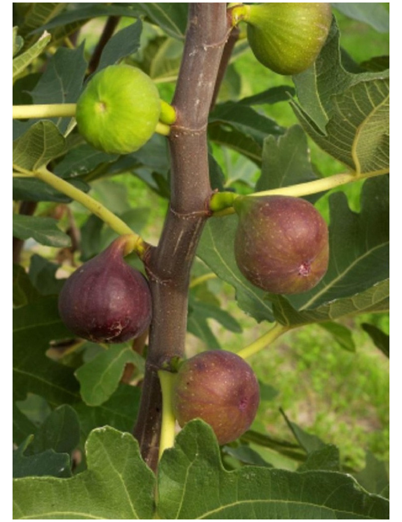 FIGUIER ROUGE DE BORDEAUX - PASTILIÈRE (Ficus carica)