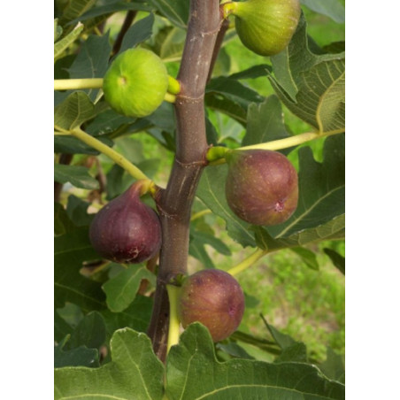 FIGUIER ROUGE DE BORDEAUX - PASTILIÈRE (Ficus carica)