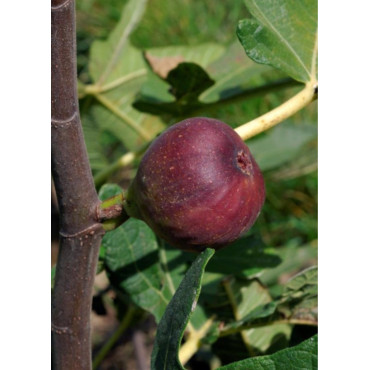 FIGUIER ROUGE DE BORDEAUX - PASTILIÈRE (Ficus carica)