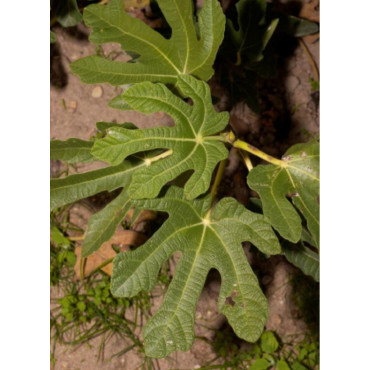 FIGUIER ROUGE DE BORDEAUX - PASTILIÈRE (Ficus carica)