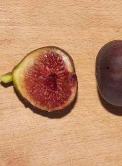 FIGUIER ROUGE DE BORDEAUX - PASTILIÈRE