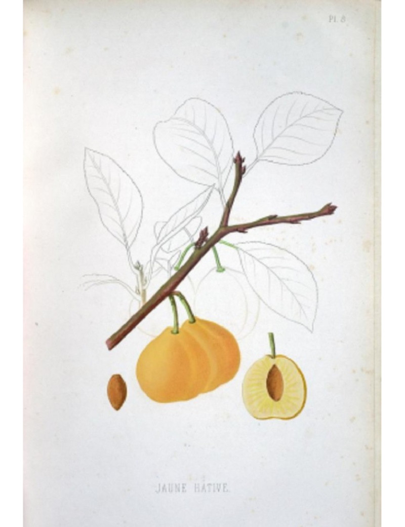 PRUNIER ABRICOT (Prunus domestica)