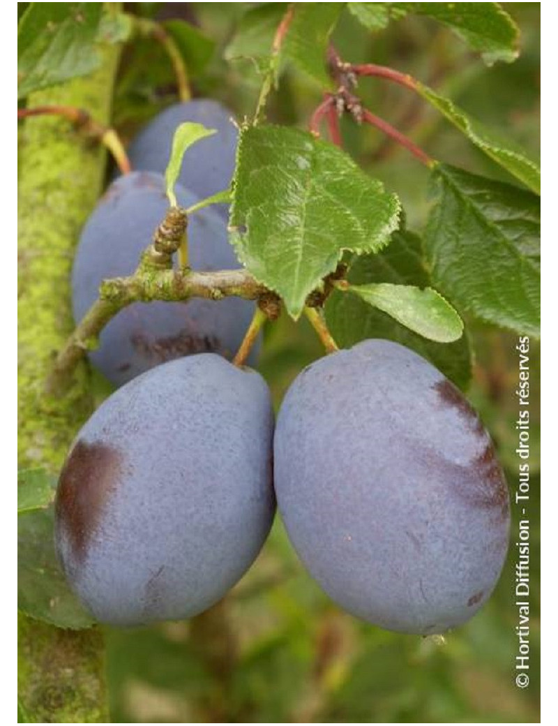 PRUNIER D'ENTE - PRUNEAU D'AGEN (Prunus domestica)