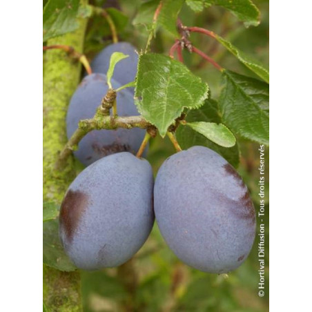 PRUNIER D'ENTE - PRUNEAU D'AGEN (Prunus domestica)