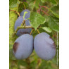 PRUNIER D'ENTE - PRUNEAU D'AGEN (Prunus domestica)