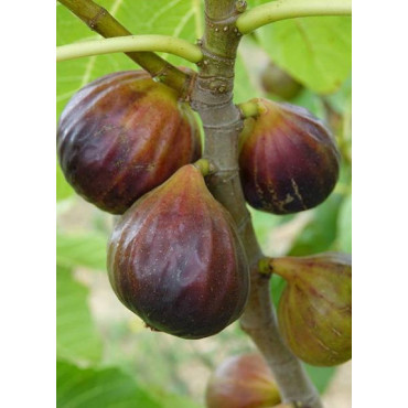 FIGUIER ROUGE DE JUILLET® (Ficus carica)