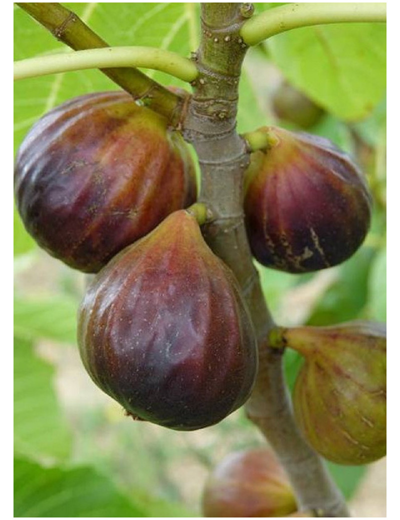 FIGUIER ROUGE DE JUILLET® (Ficus carica)