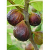 FIGUIER ROUGE DE JUILLET® (Ficus carica)