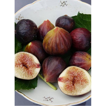 FIGUIER ROUGE DE JUILLET® (Ficus carica)