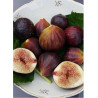 FIGUIER ROUGE DE JUILLET® (Ficus carica)