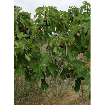 FIGUIER ROUGE DE JUILLET® (Ficus carica)
