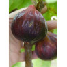 FIGUIER ROUGE DE JUILLET® (Ficus carica)