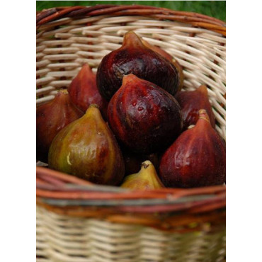 FIGUIER ROUGE DE JUILLET® (Ficus carica)