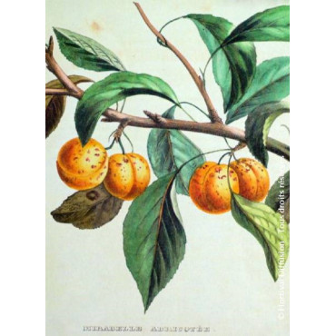 PRUNIER MIRABELLE DE METZ (Prunus domestica)