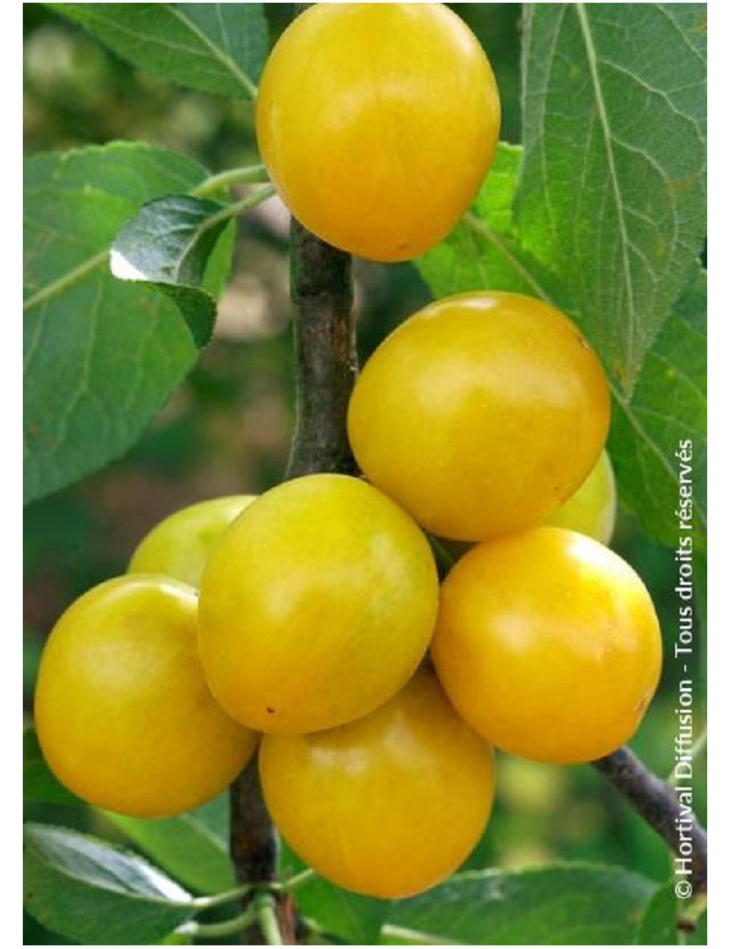 PRUNIER MIRABELLE DE NANCY (Prunus domestica)