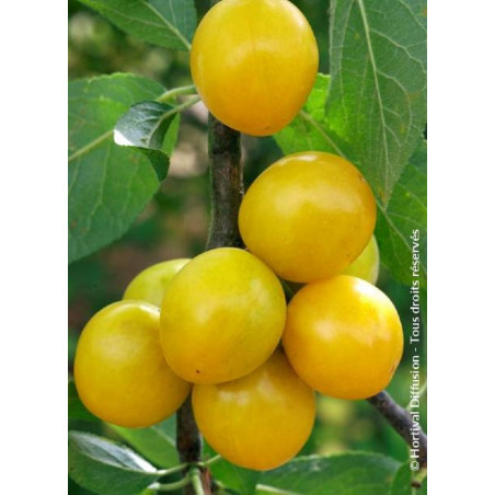 PRUNIER MIRABELLE DE NANCY (Prunus domestica)