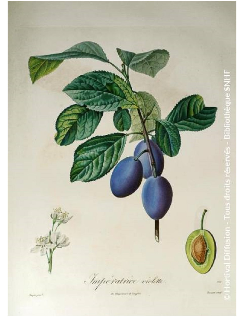 PRUNIER QUETSCHE D'ALSACE (Prunus domestica)