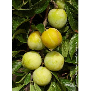 PRUNIER REINE CLAUDE D'OULLINS (Prunus domestica)