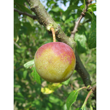 PRUNIER REINE CLAUDE DORÉE (Prunus domestica)