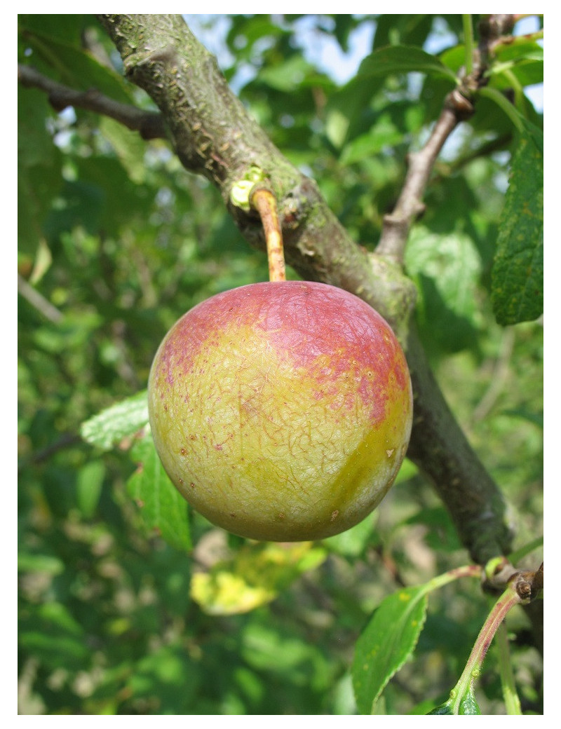 PRUNIER REINE CLAUDE DORÉE (Prunus domestica)