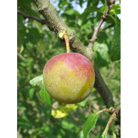 PRUNIER REINE CLAUDE DORÉE (Prunus domestica)