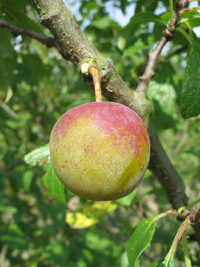 PRUNIER REINE CLAUDE DORÉE